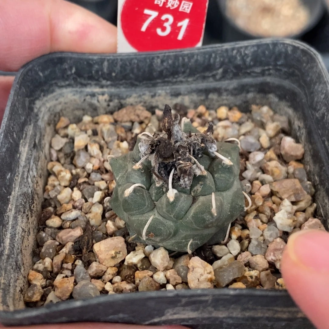 实生南格瑞特娇丽2.8cm