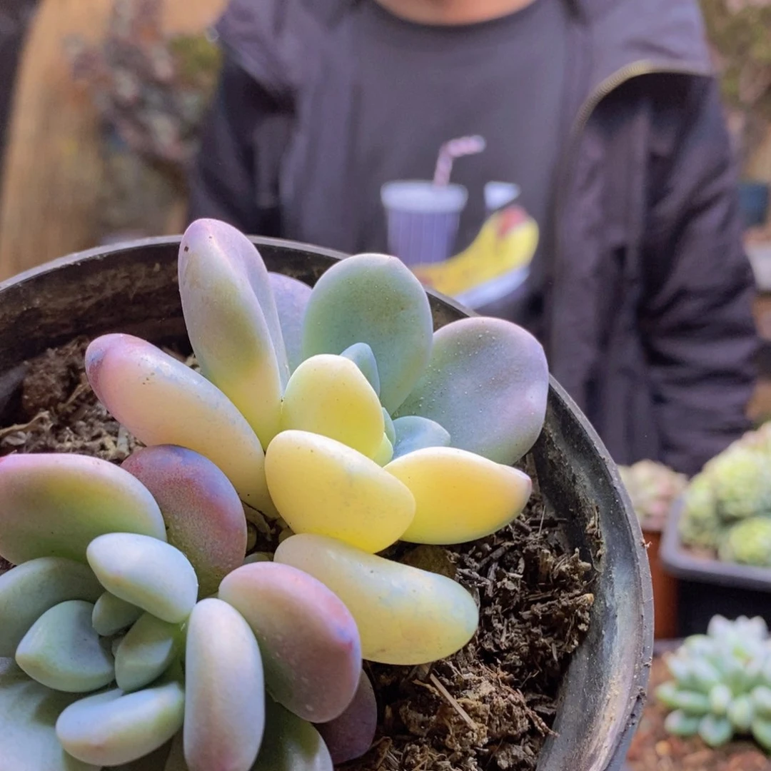 小**子178号洛神锦多肉