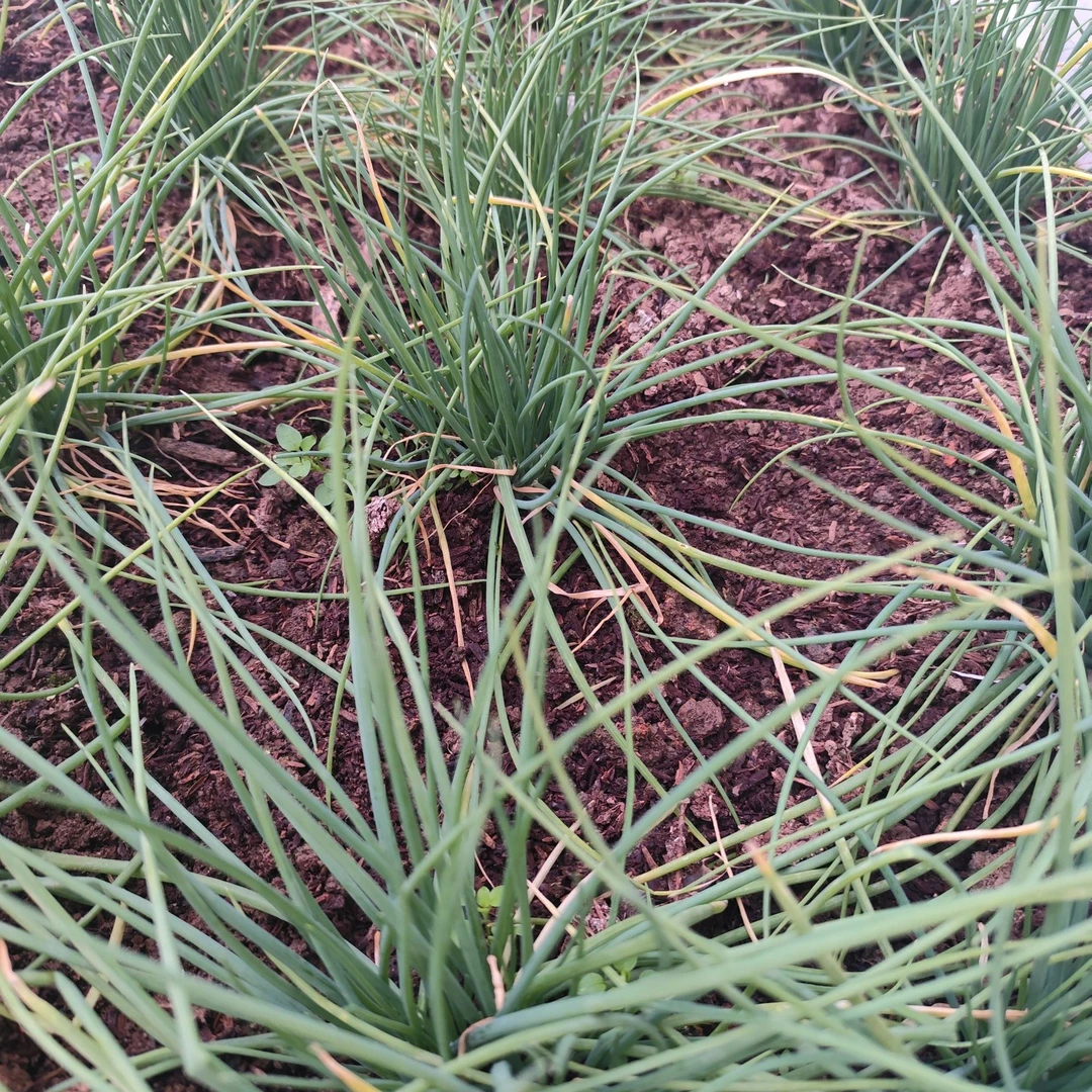 农家自种新鲜小葱【邱村农耕.天生好物】