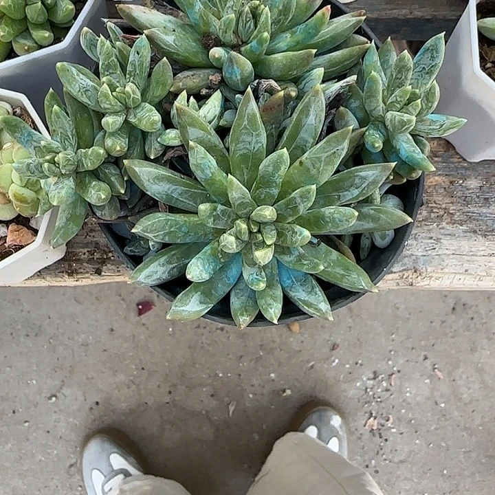 青蛙王子儿童牙膏111