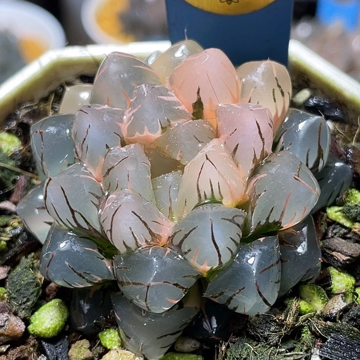 592完美水中月锦母本级别