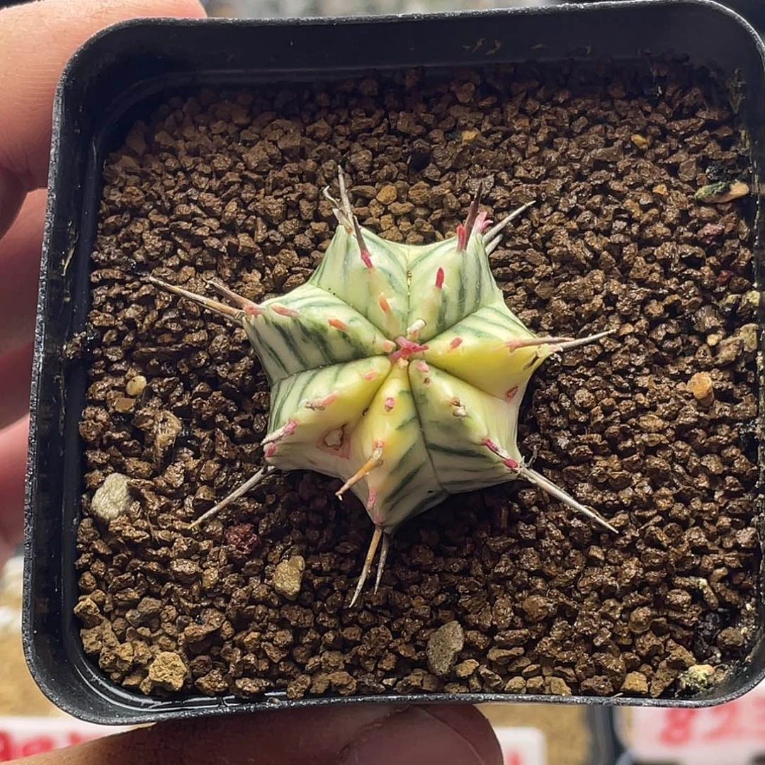 斑马锦大戟 微瑕 带盆土包邮