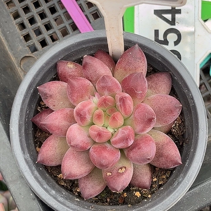 多肉植物虞美人645