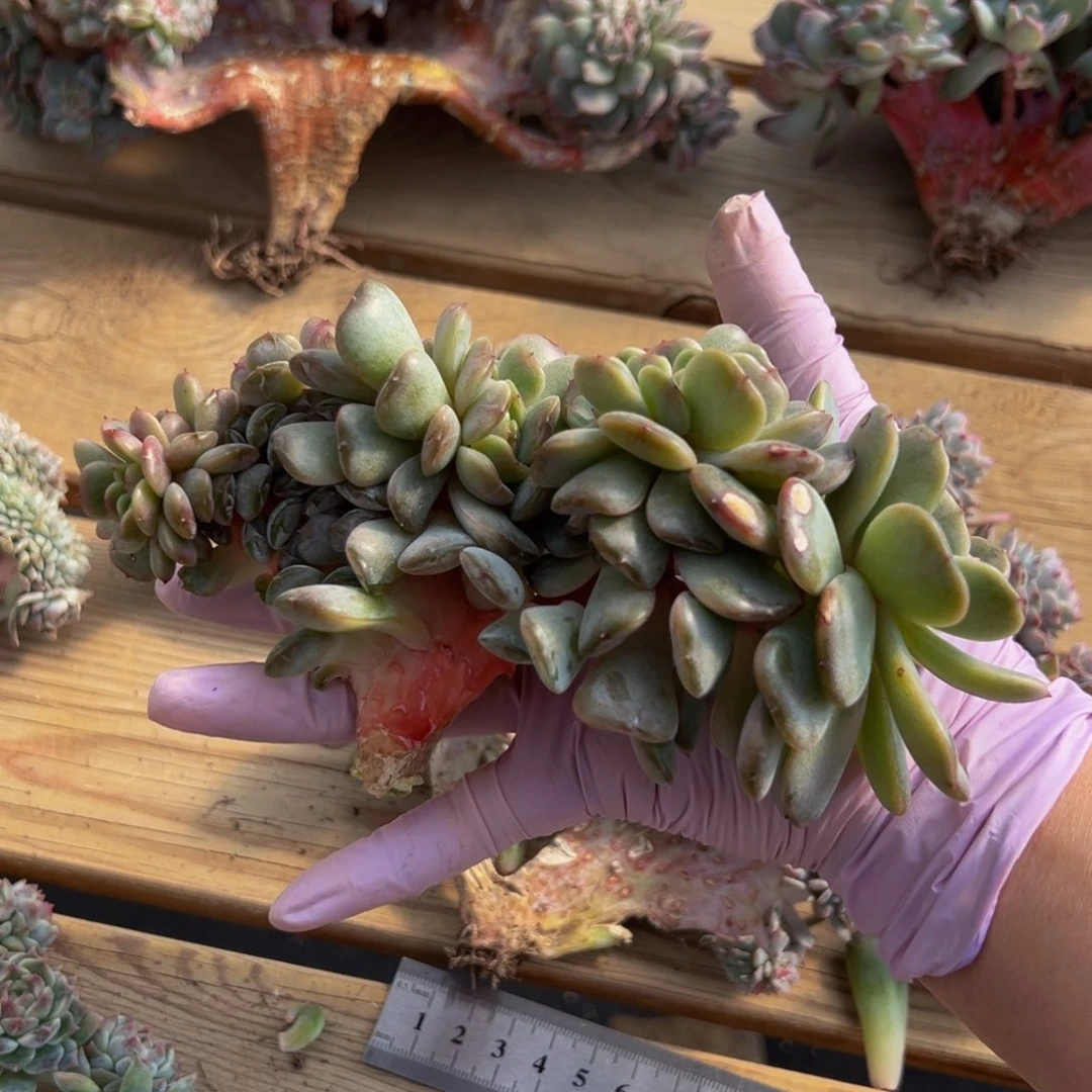 红恋缀 新年快乐