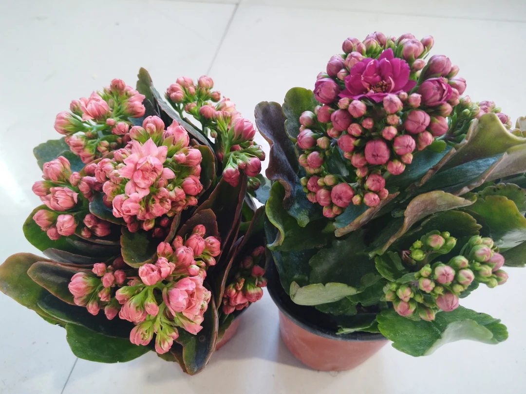 大花朵巴黎长寿粉色＋玫红色