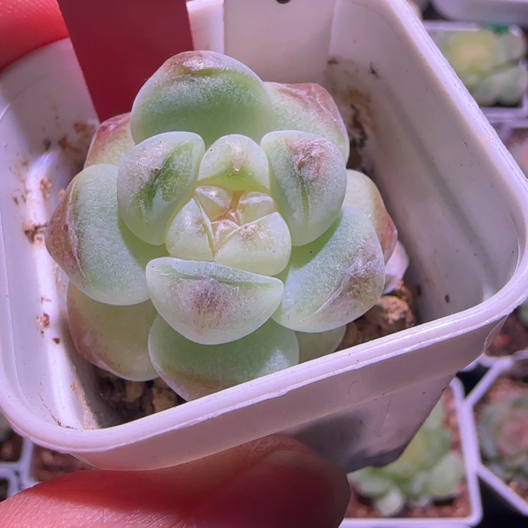 134福利糖果派单头