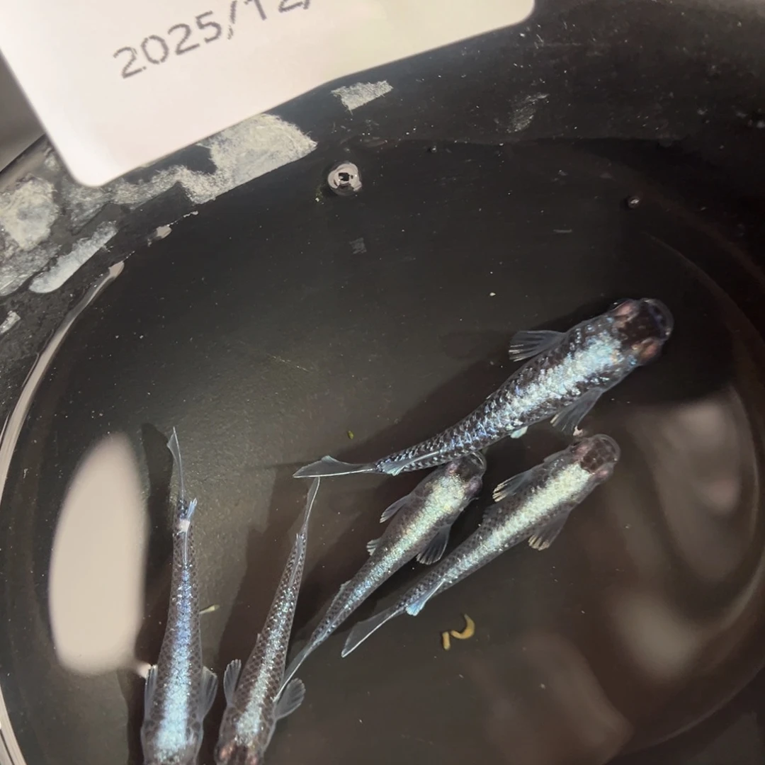 青鳉鱼220午夜裙摆五尾