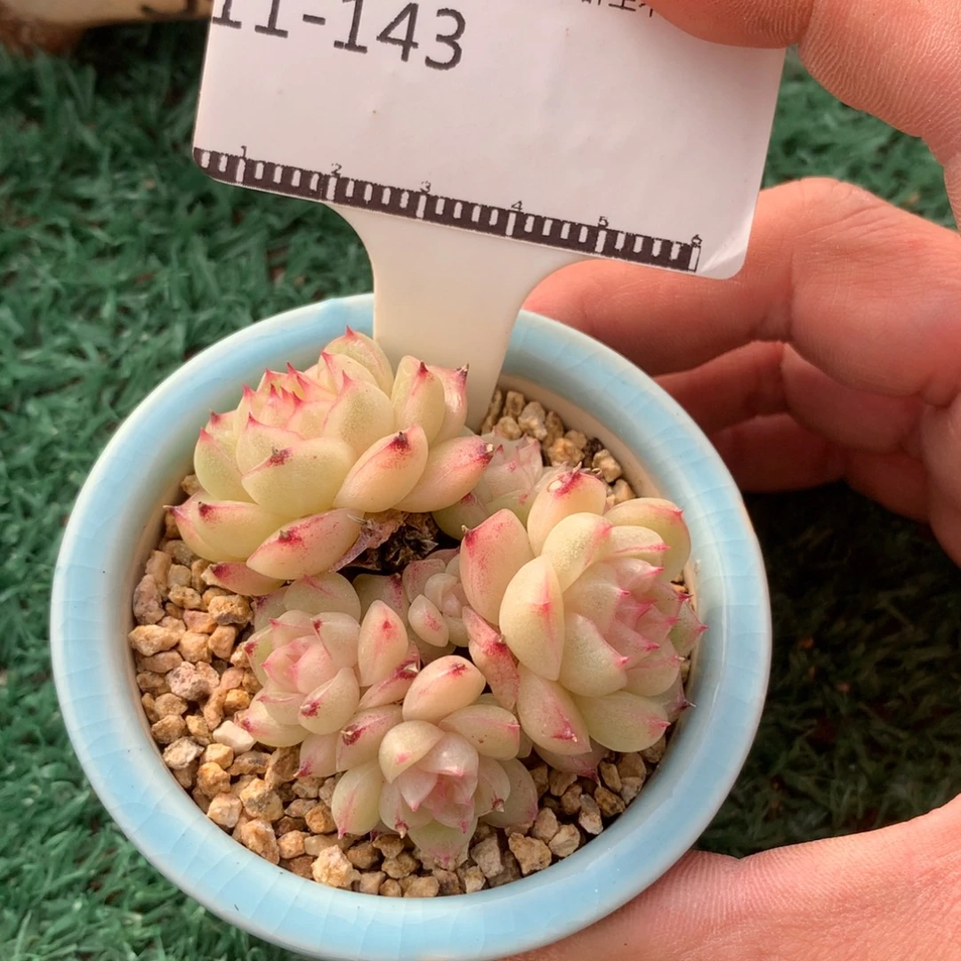 麦秆优选精品多肉58包邮不包整