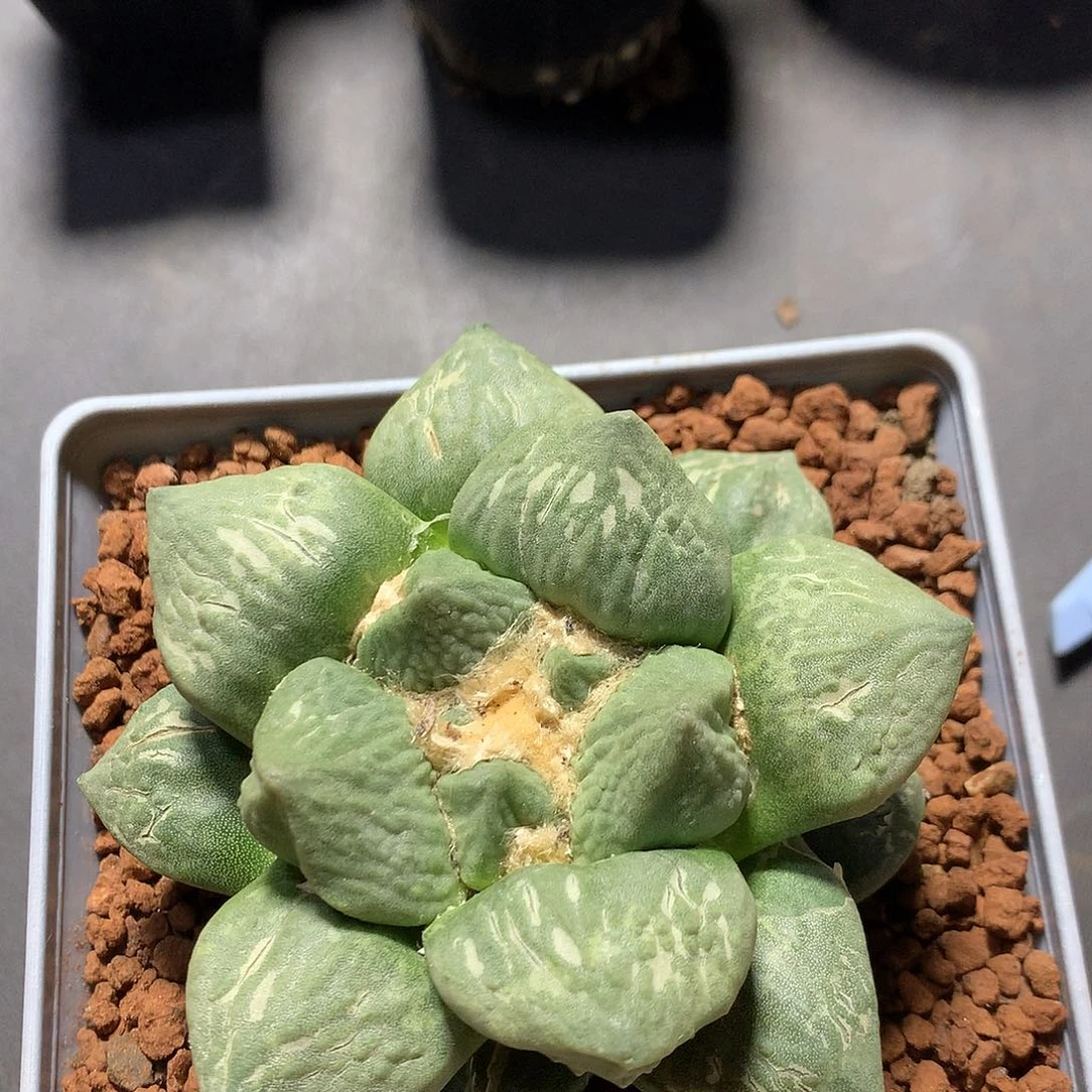 728芽根岩牡丹 。