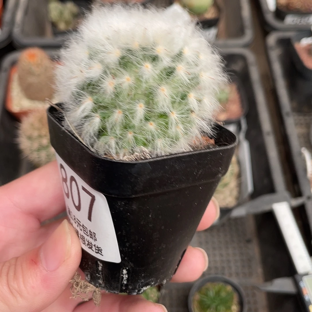 807白云高砂（满18包邮）