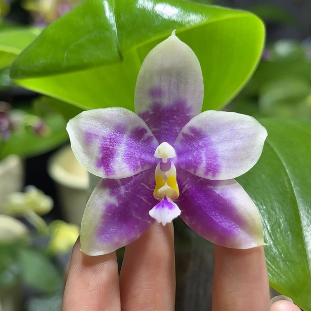 完全开放2.5寸蓝熊交蓝孔雀开花株