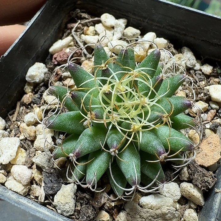 189卷刺琴丝脱土发货