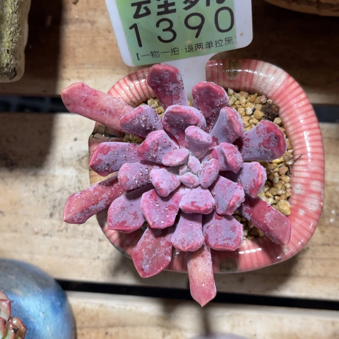云尘多肉一物一拍不含盆1390，