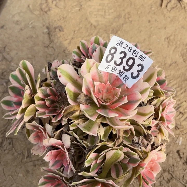 粉女巫多肉植物法师8393