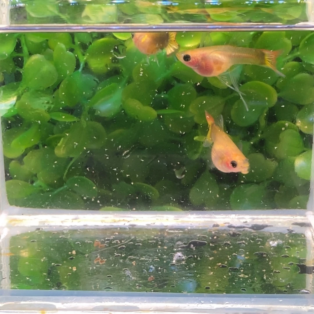 孔雀鱼落日大c一对加一普通