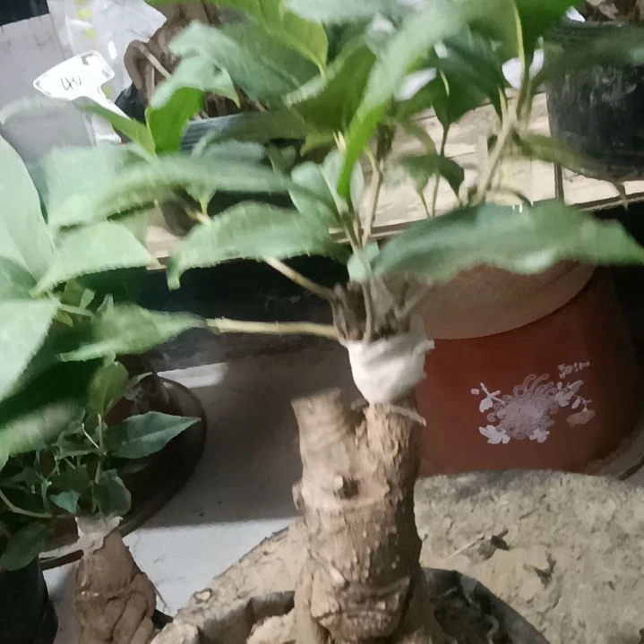 当前无花栽培后可以开花