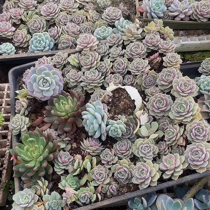 露娜连29.8一盘散拼29.8脱土发