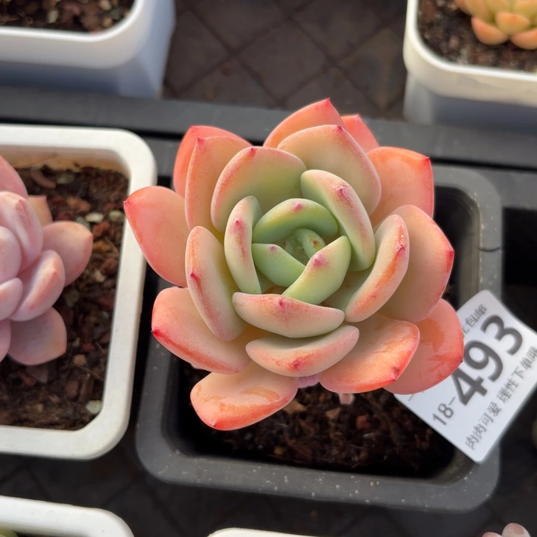 白月光无盆土发货无