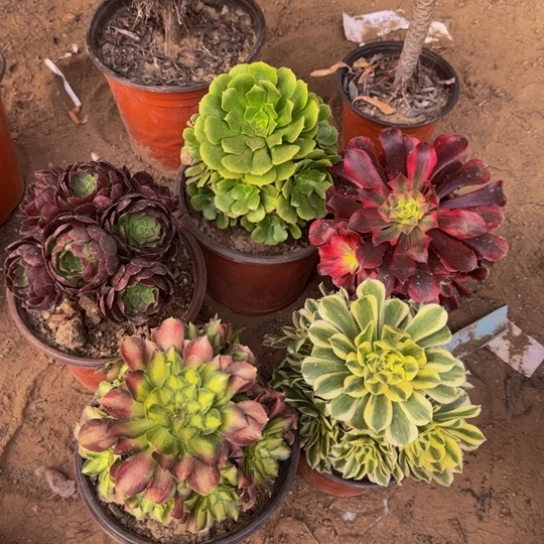 法师5棵芝芝选19.9