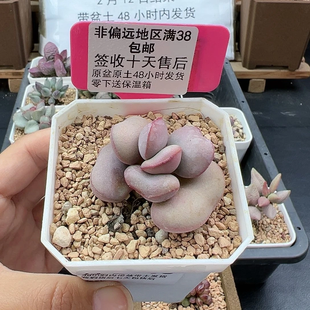 听*565白肌红蛋多肉