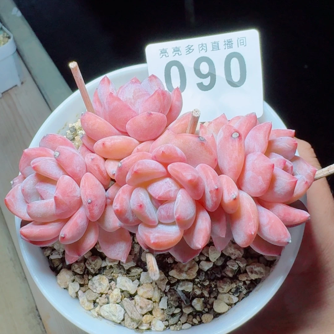 树桩星影            精美多肉植物