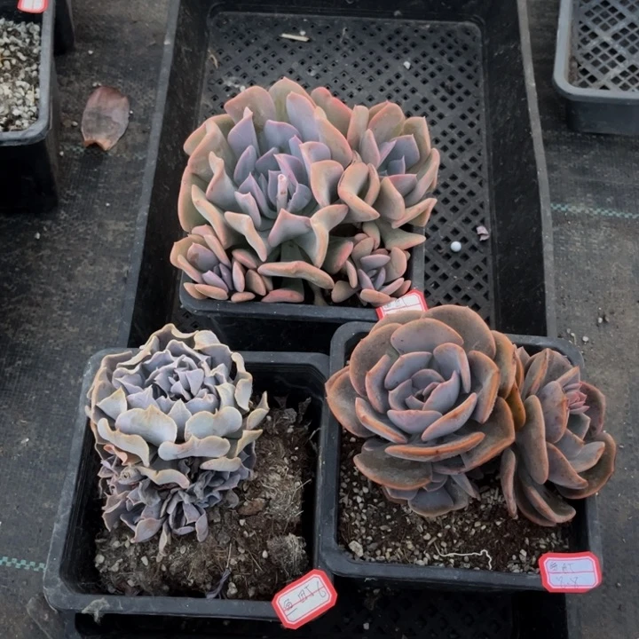 鱼*天鹅湖一颗新版天鹅湖一颗尘埃玫瑰一颗