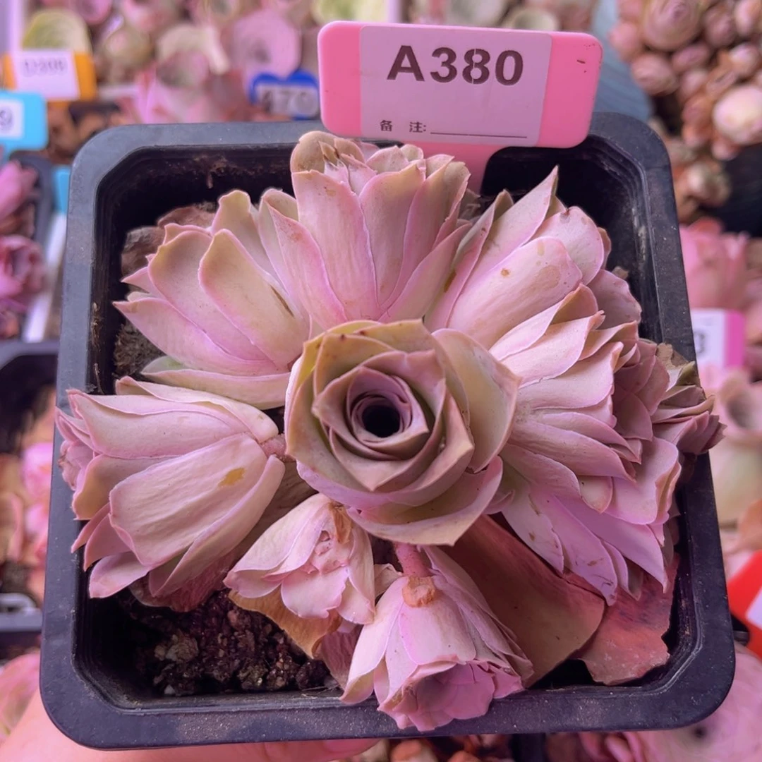 14方盆玫瑰群一物一拍A380