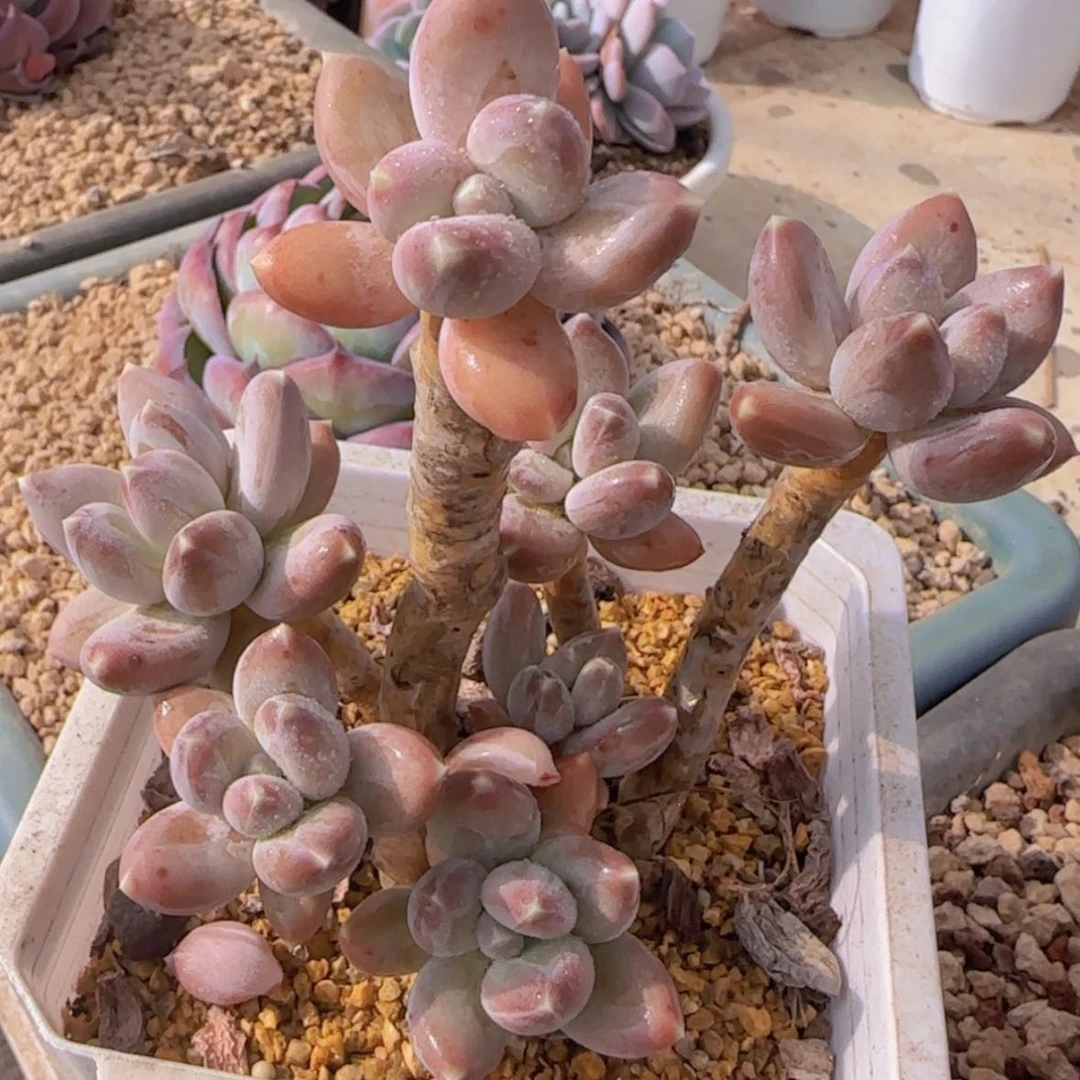 【闪购商品】松果美人