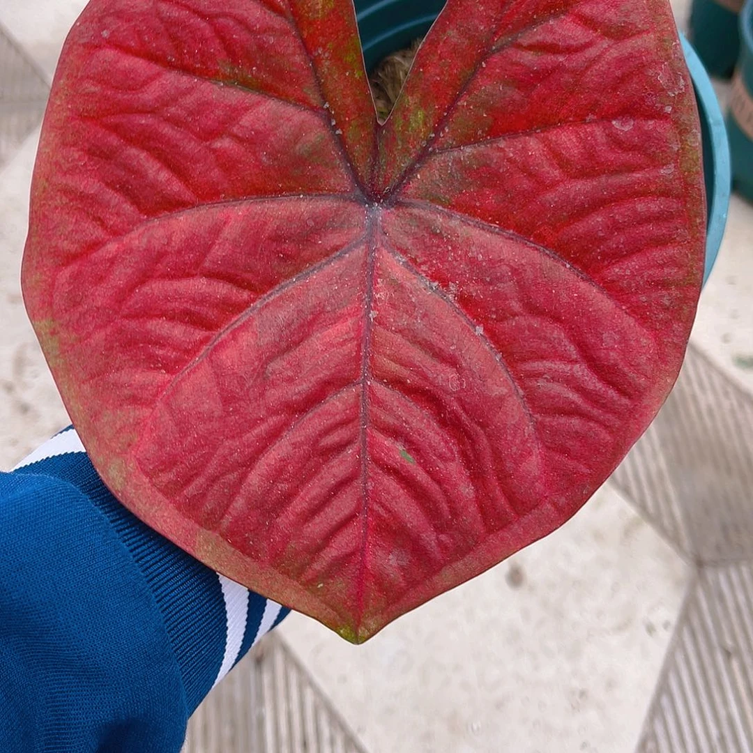 完全开放泰彩一物一拍1055