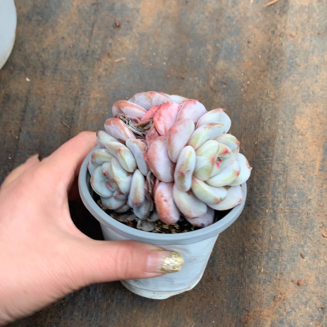 哈哈哈哈哈哈哈哈哈冰玉石榴籽