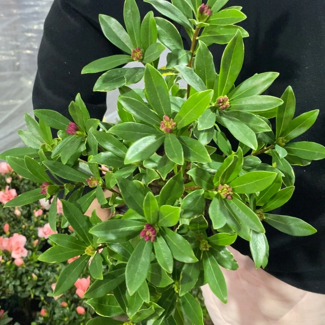 完全开放金边瑞香11.8