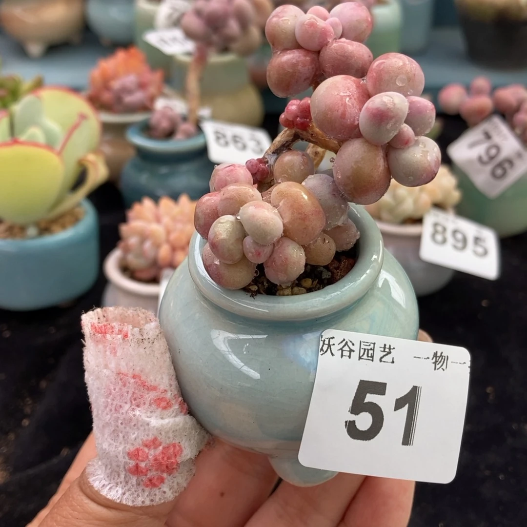 51糖果腰子蛋带盆土发货