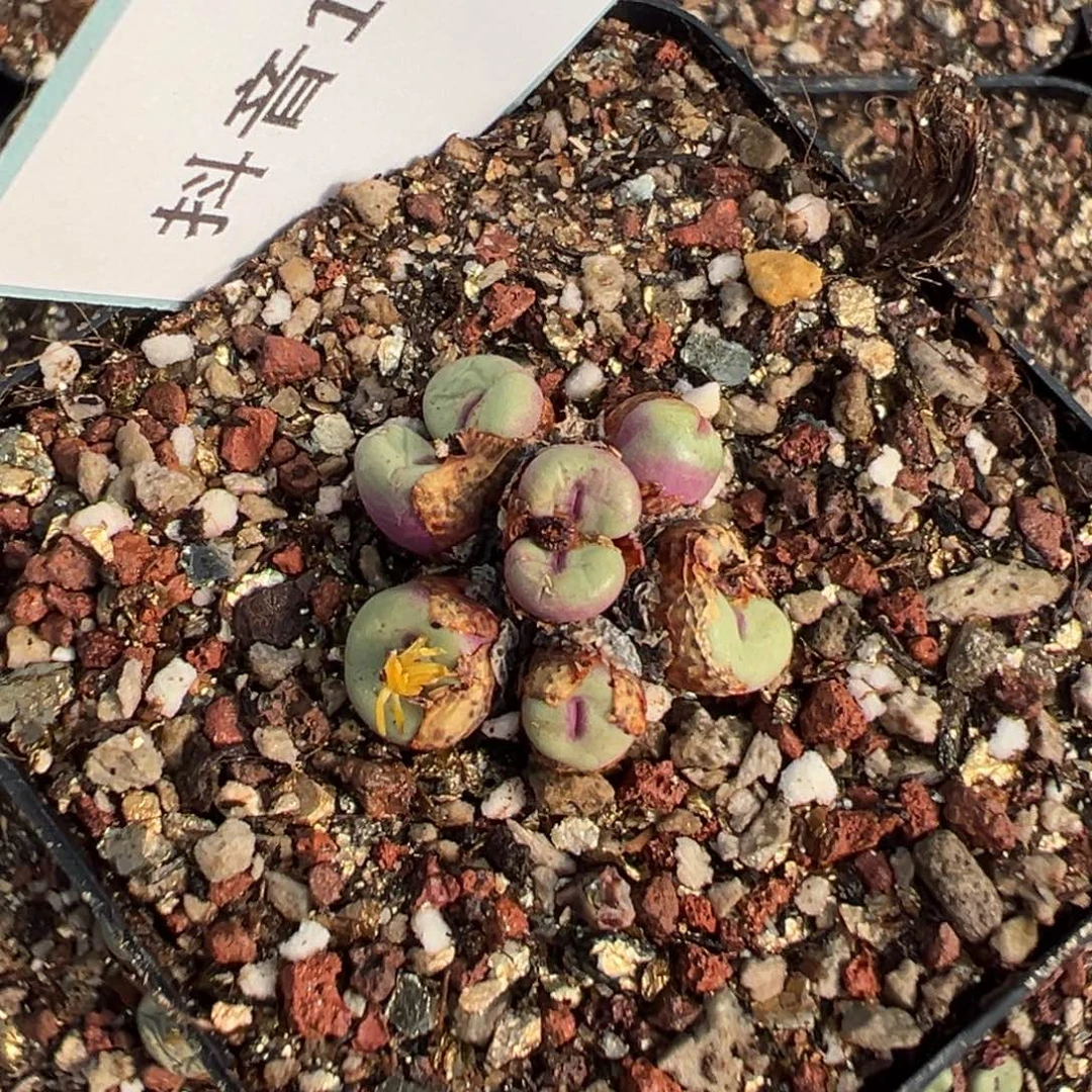 小***o13-137肉锥多肉植物