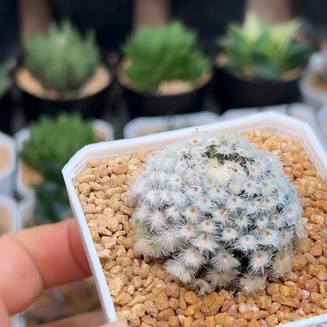 降落伞白星自根带盆发货