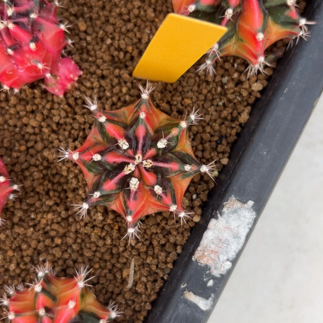 L532-0102泰国发货