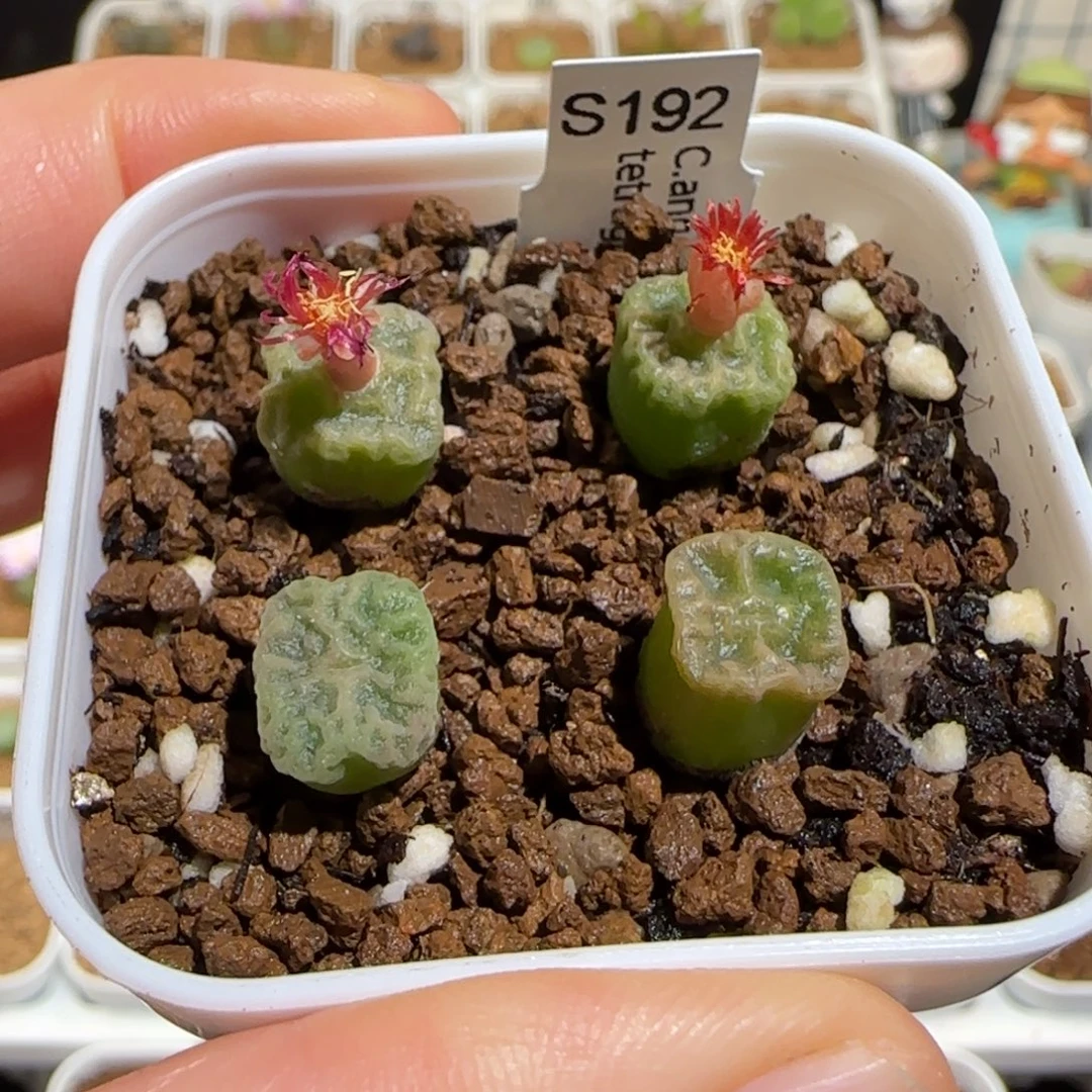 肉锥多肉植物组合-方烧一盆1718