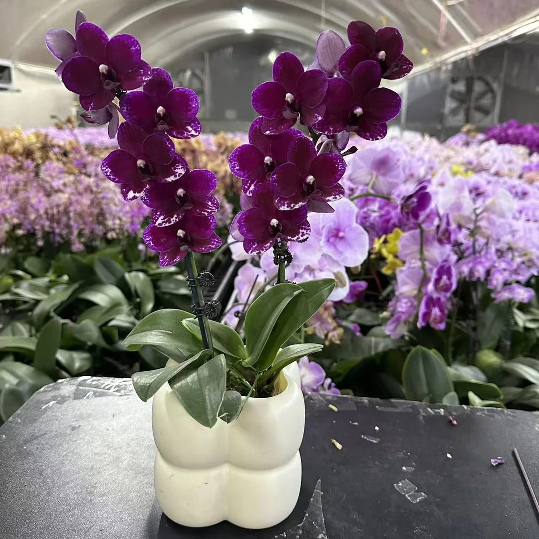 蝴蝶兰【胭脂】稀有高贵花卉  包邮  室内好养花花  广州基地直发