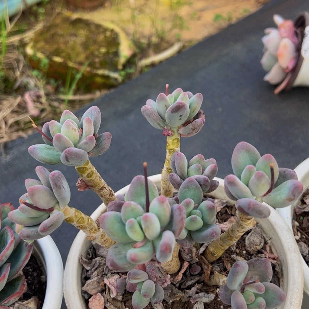 苹果美人多头群多肉