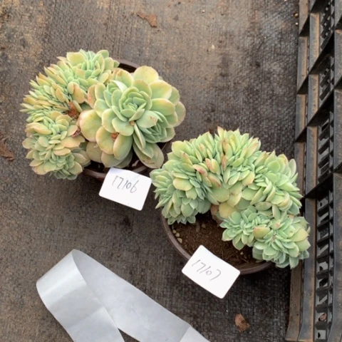 蛋*17107星娜塔缀化