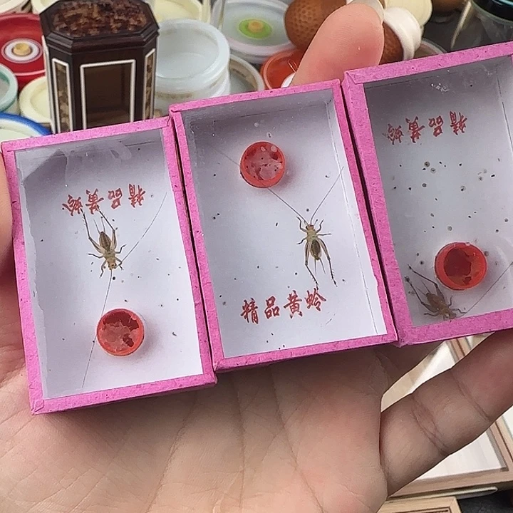 蟋蟀大黄蛉野生中长须三条