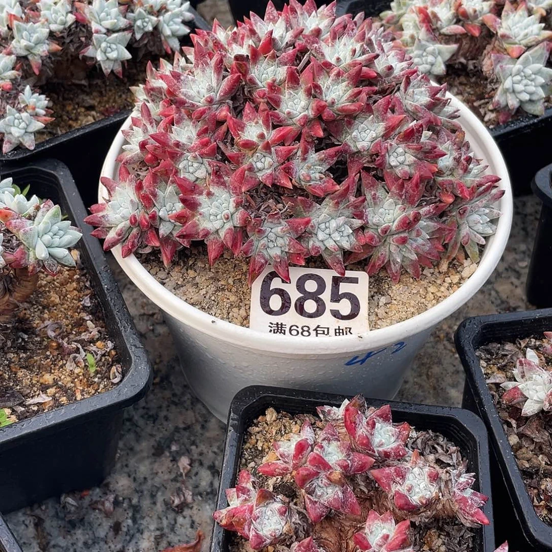 晨溪园艺仙女杯呀