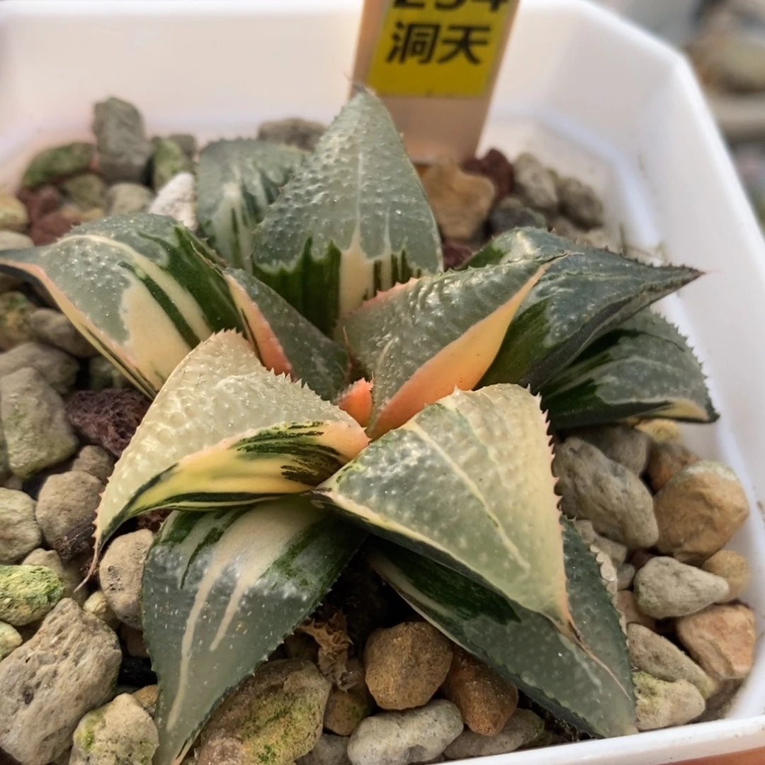 234芭提雅锦一物一拍