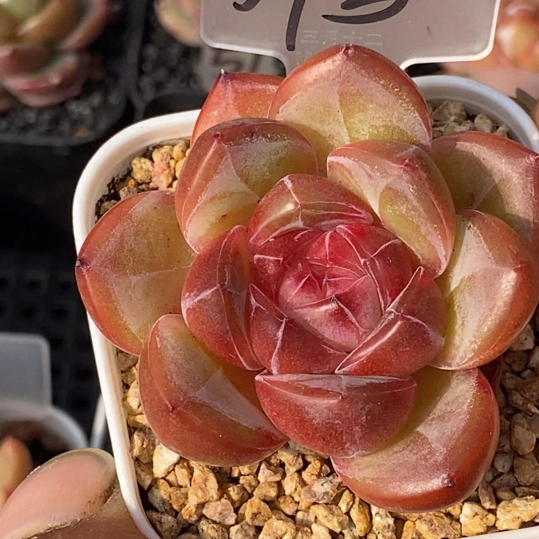 天官赐福百无禁忌