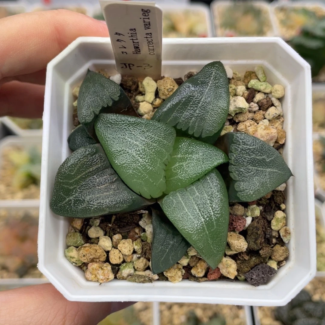 小蔡的菜园 jp3 23