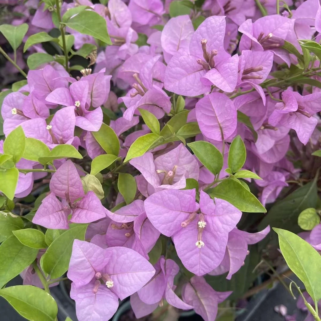 5【赛佛里带花】三角梅四季开花盆景庭院阳台好养易活爬藤盆栽