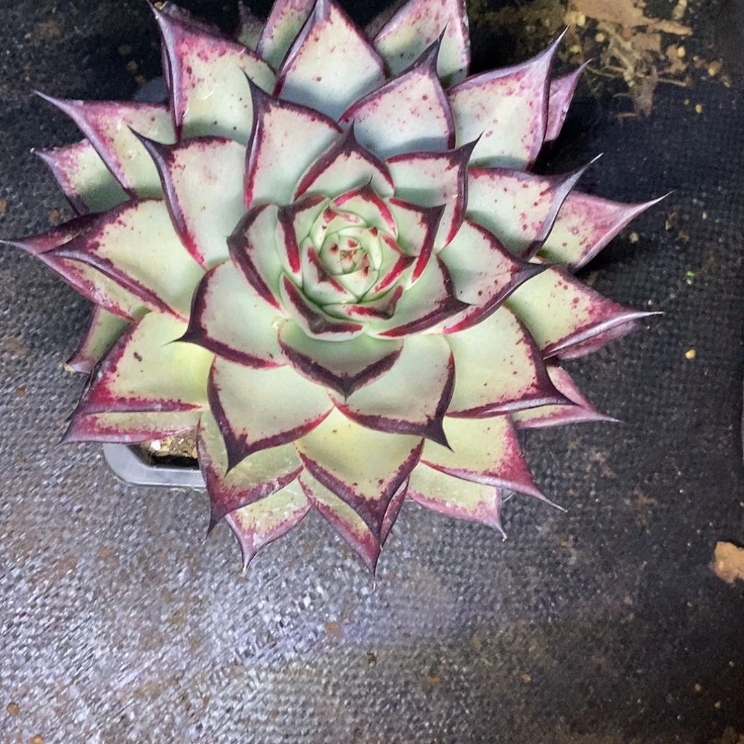 多肉植物乌木福利