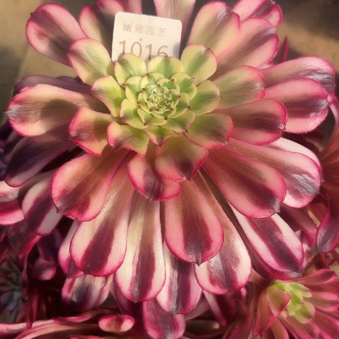 多肉植物十里红妆1016