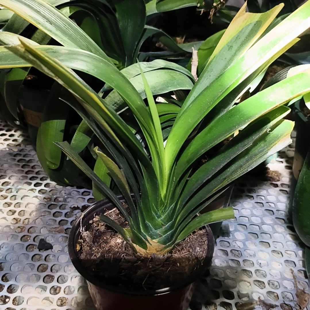 晴***雪完全开放盲盒大苗残叶特惠一棵