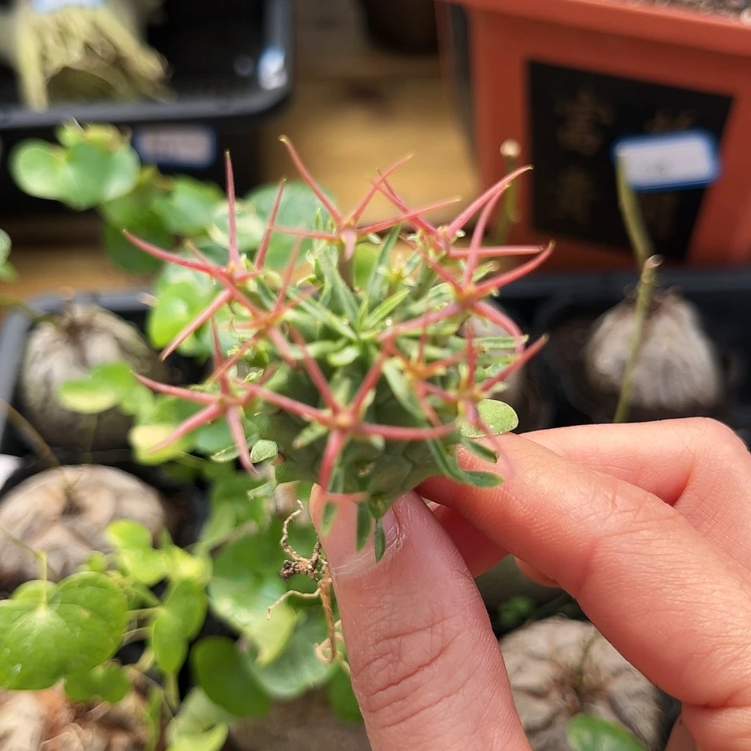 潮流植物群星冠，