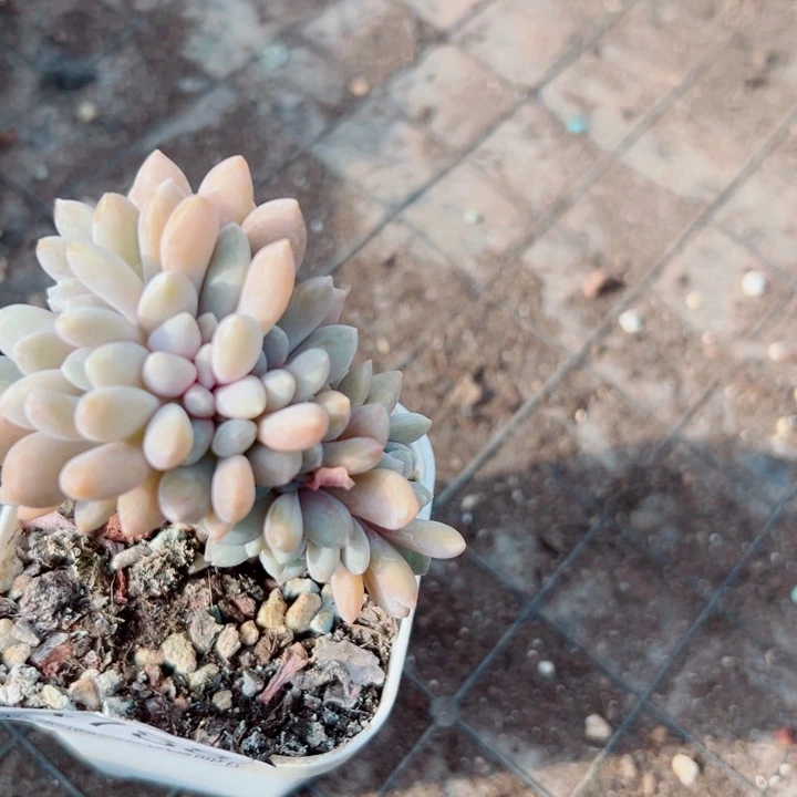 幸运儿是一位非常优秀且非常